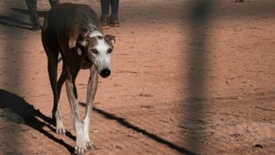 galgo espanhol cachorro