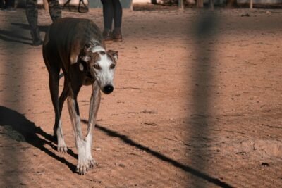 galgo espanhol cachorro